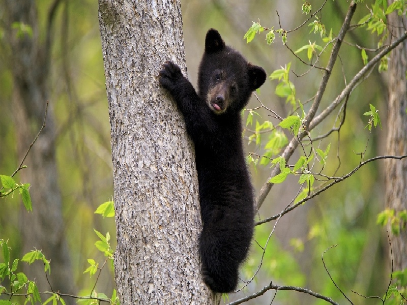 艺术插花试管使用,人工授精费用要多少